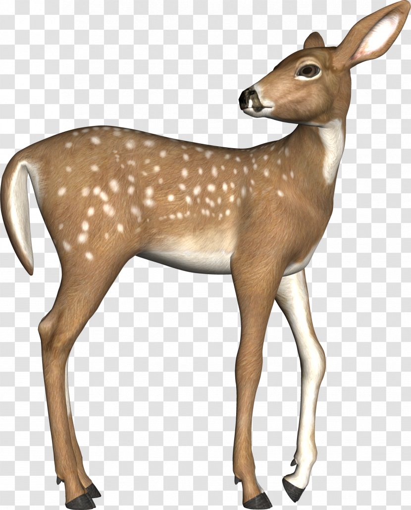 White-tailed Deer Elk Red - Impala - Brown Transparent PNG