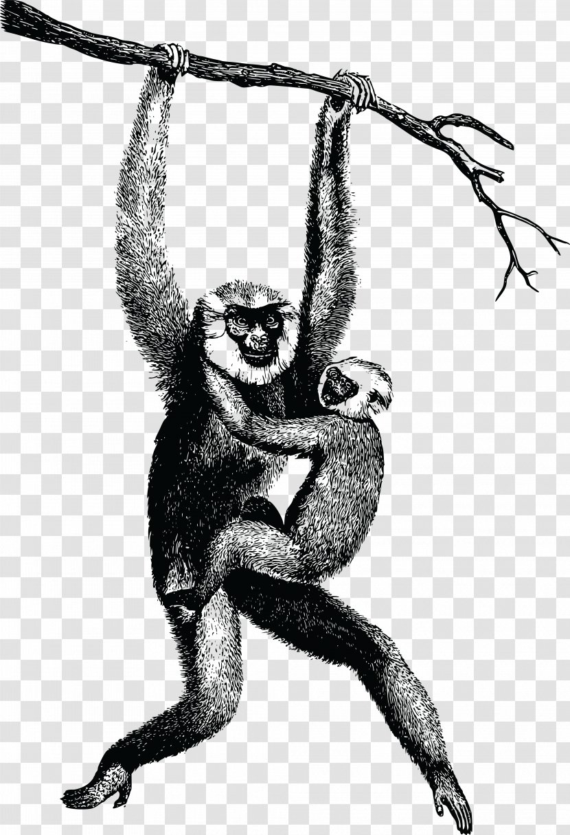 Homo Sapiens Gibbon Clip Art - Hainan Black Crested - Monkey Transparent PNG