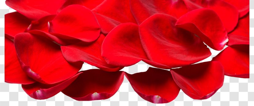 Rose Petal - Cut Flowers - Border Transparent PNG