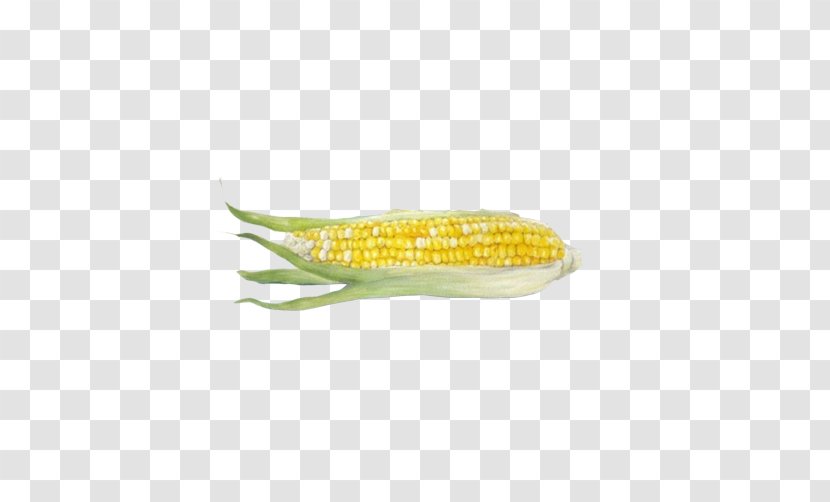 Corn On The Cob Maize Download - Yellow - Realistic Hand Drawing Material Picture Transparent PNG