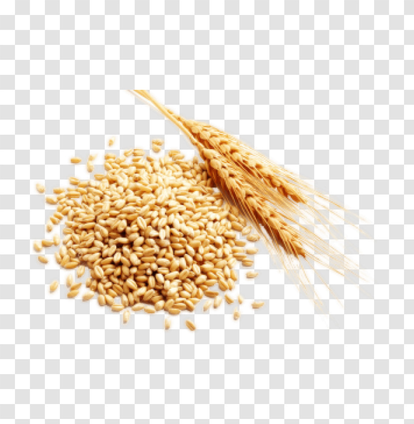 Wheat Transparent PNG