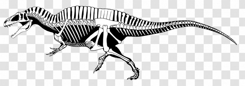 Carnotaurus Acrocanthosaurus Carcharodontosaurus Tyrannosaurus Ceratosaurus - Extinction - Skeleton Drawing Transparent PNG