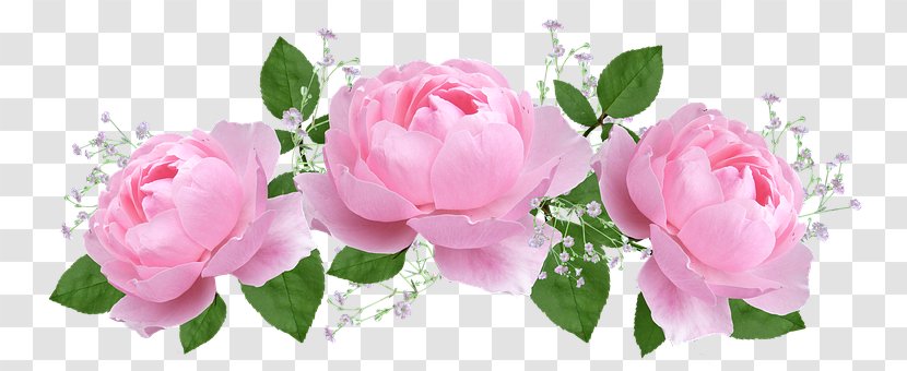 Garden Roses Cabbage Rose Pink Flower Petal - Cut Flowers - Petals Wedding Transparent PNG