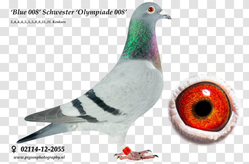 Racing Homer Homing Pigeon Bird Columbinae - Columbidae Transparent PNG