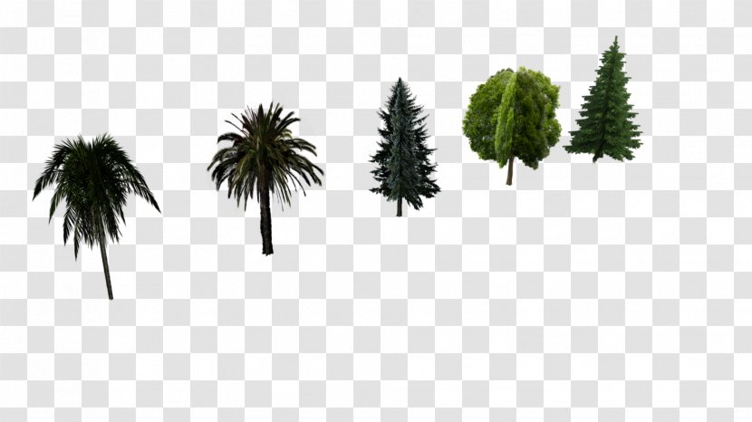 Asian Palmyra Palm Pine Evergreen Low Poly Hornbeam - Grasses - Plant Transparent PNG