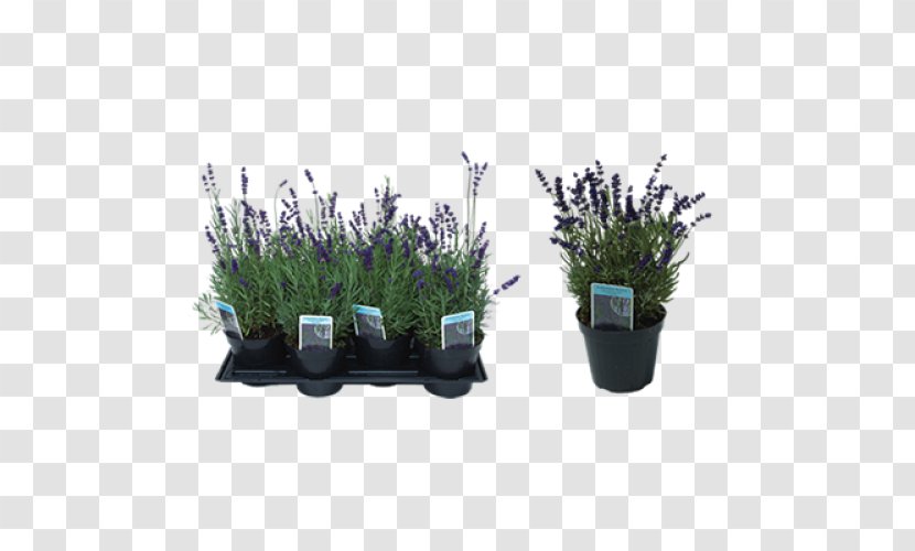 English Lavender Flowerpot - Herb Transparent PNG