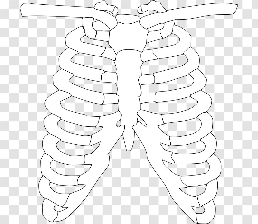 Spare Ribs Rib Cage Clip Art - Watercolor - Barbecue Transparent PNG