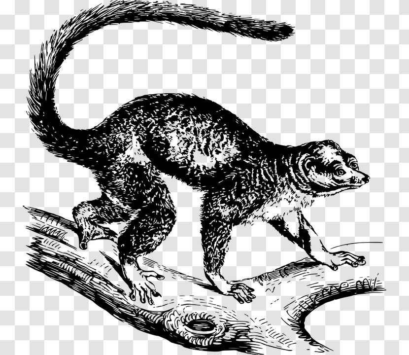 Mongoose Lemur Velociraptor Clip Art - Dinosaur - Carnivora Transparent PNG