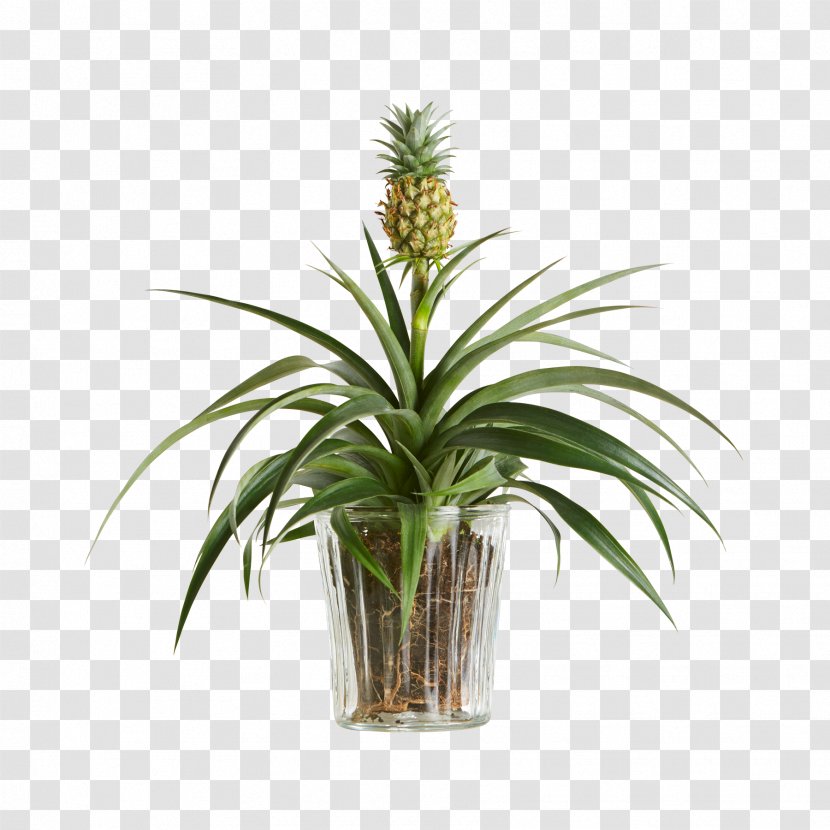 Pineapple Embryophyta Houseplant Flowerpot Shrub - Blumen Transparent PNG