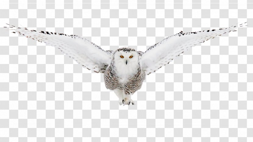 Owl Bird Of Prey Animal Bat Camel - Cat - Owls Transparent PNG