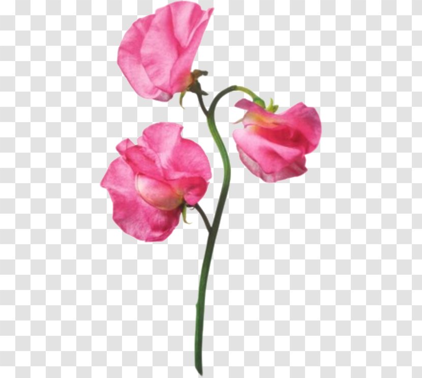 Garden Roses Flower Pink Sweet Pea - Plant Transparent PNG