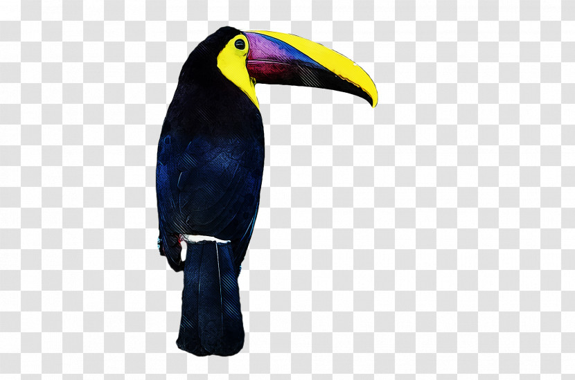 Toucans Birds Hornbill Toco Toucan Piciformes Transparent PNG