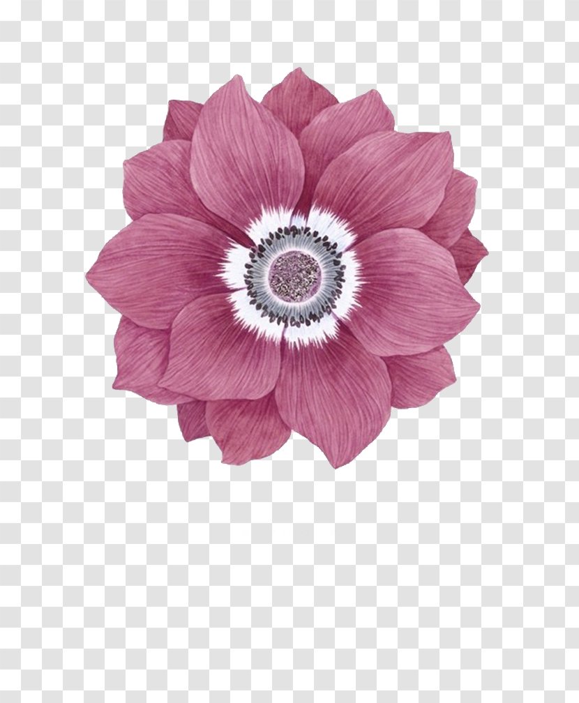 Transvaal Daisy Floral Design Cut Flowers Blue Flower Petal - Rose Transparent PNG