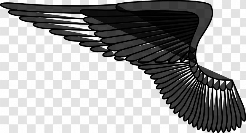 Bird Angel Wing - Description Transparent PNG