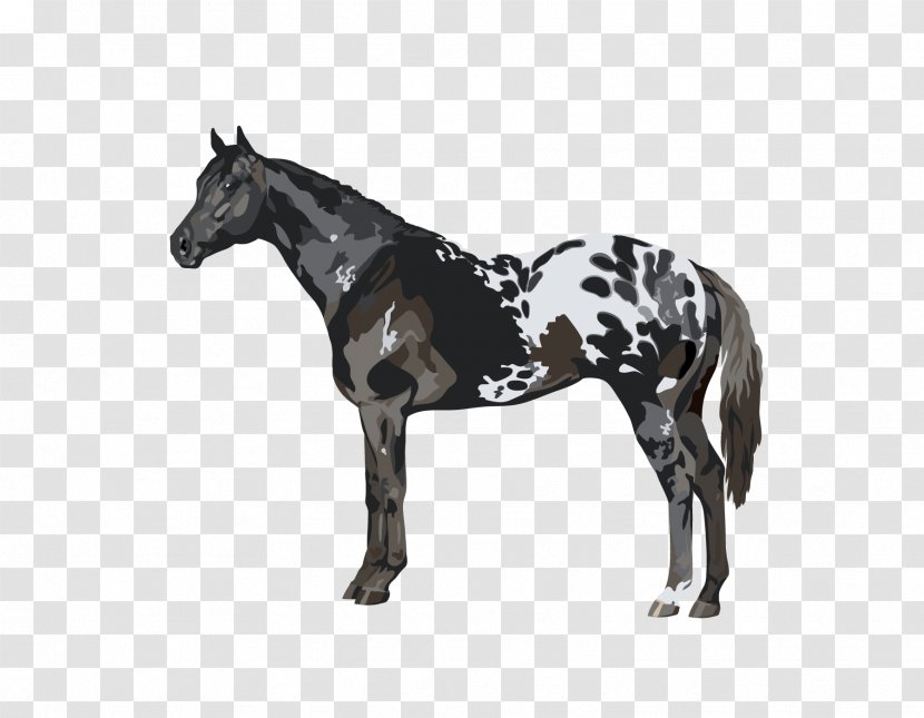 Stallion Appaloosa Tennessee Walking Horse Mustang American Paint - Pony Transparent PNG