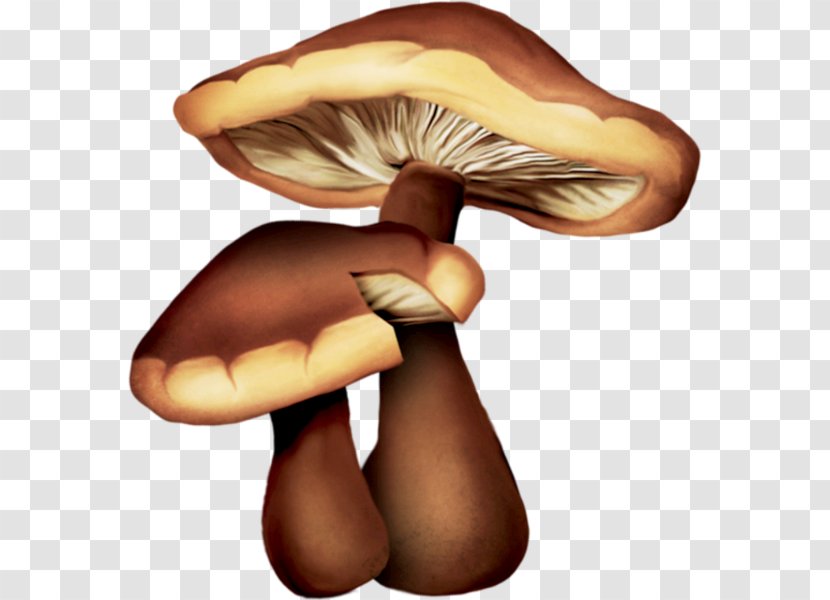 Edible Mushroom Oyster Drawing Common - Ingredient Transparent PNG