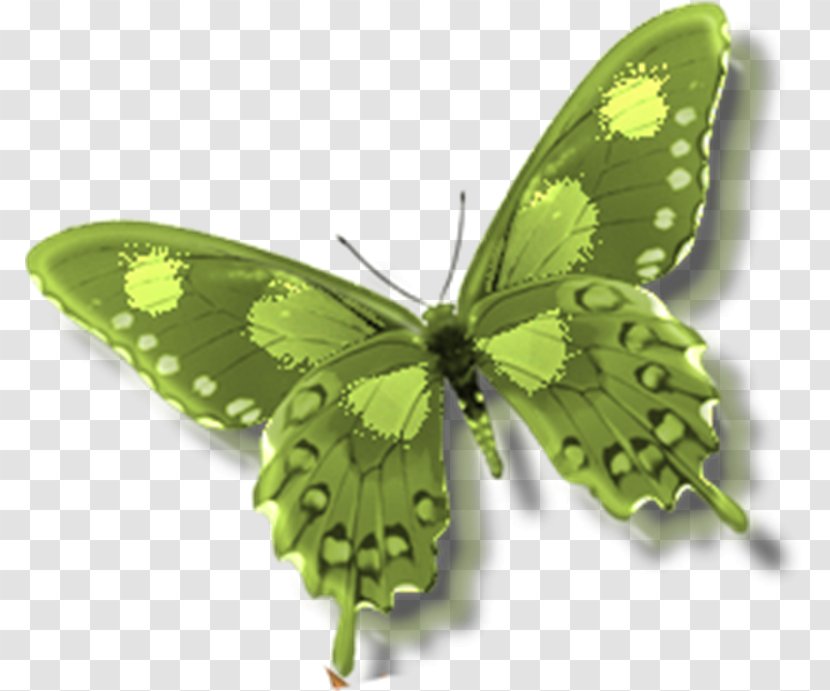 Butterfly Insect Alcon Blue Clip Art - Green Transparent PNG