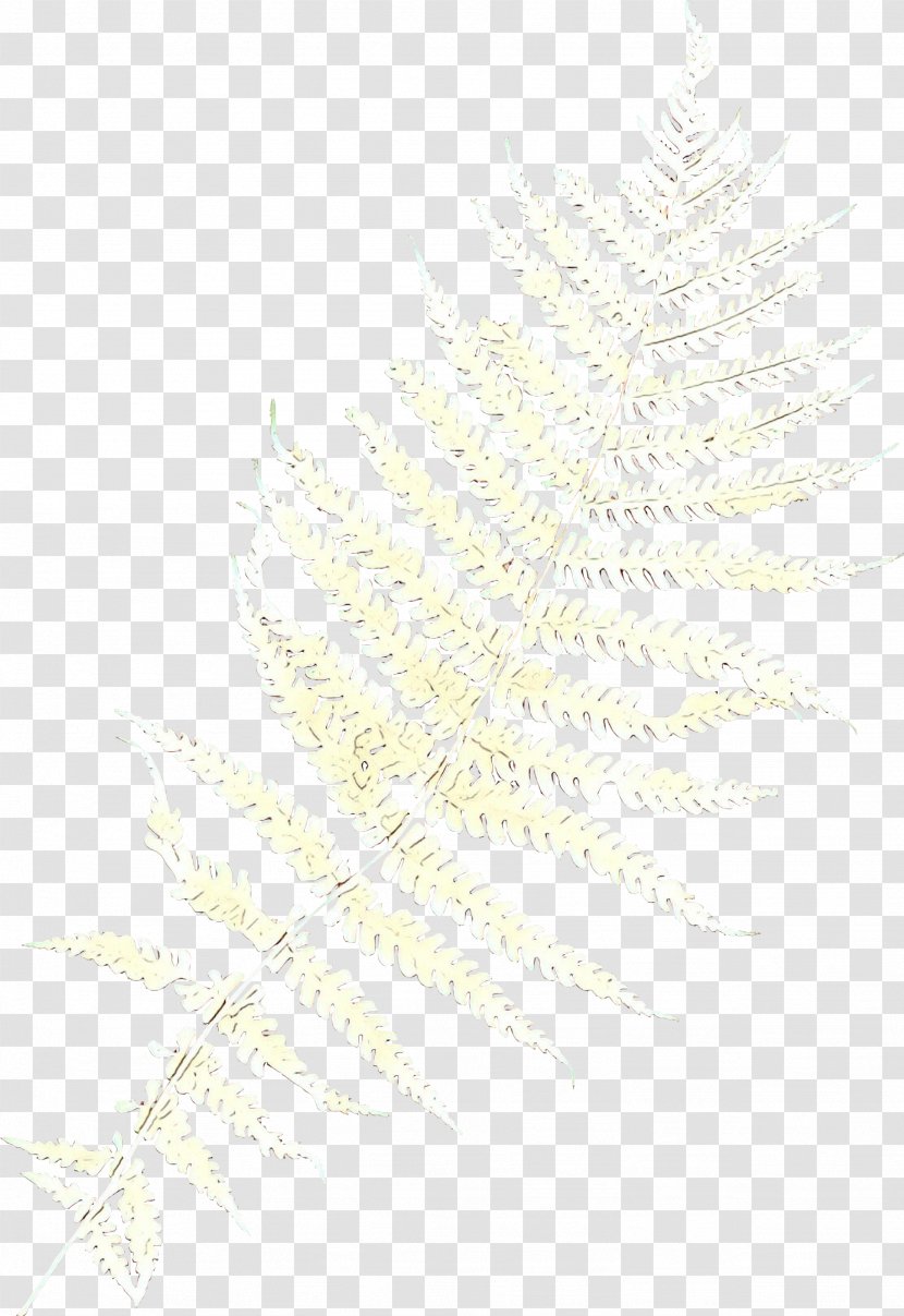 Feather - Cartoon - Vascular Plant Transparent PNG