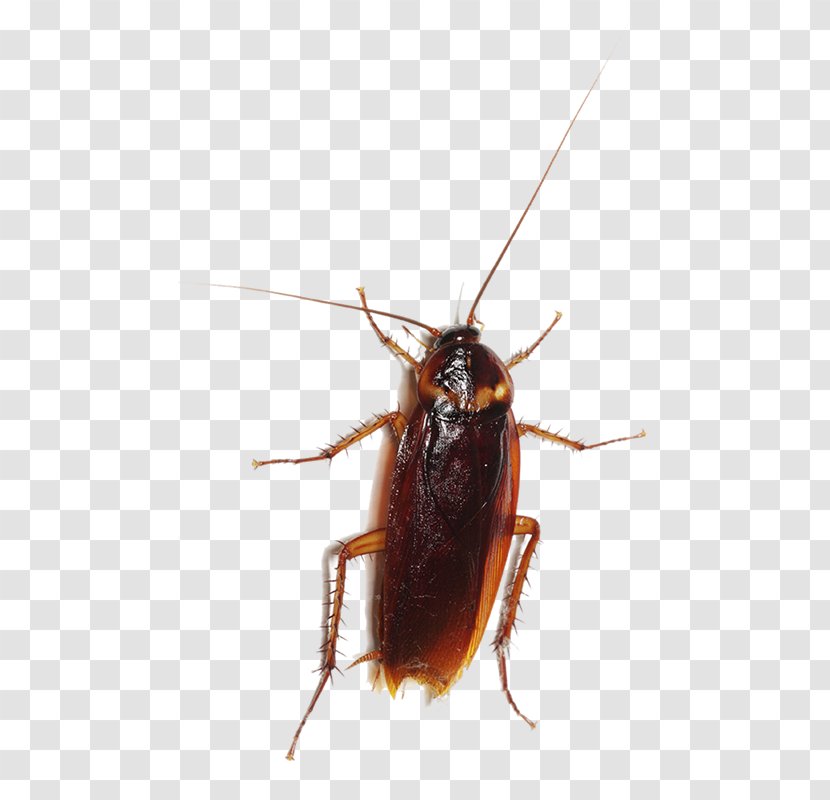 Cockroach Entokim Çevre Sağlığı Hizmetleri Insect Pest Blattodea - Arthropod Transparent PNG