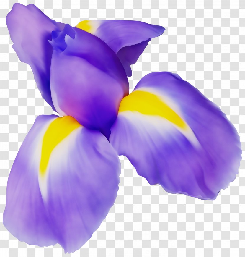 Petal Purple Violet Flower Plant - Cattleya Crocus Transparent PNG