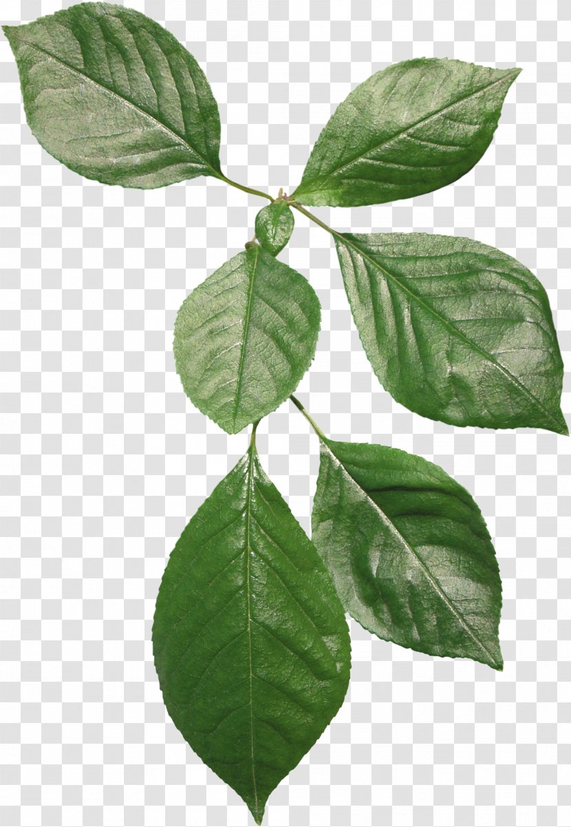 Leaf Plant Stem Blog House Voting - Tree - Coffee Beans Transparent PNG