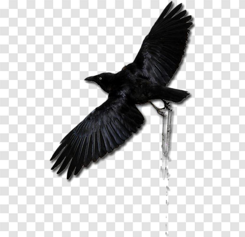 American Crow Rook Common Raven New Caledonian - Tail Transparent PNG