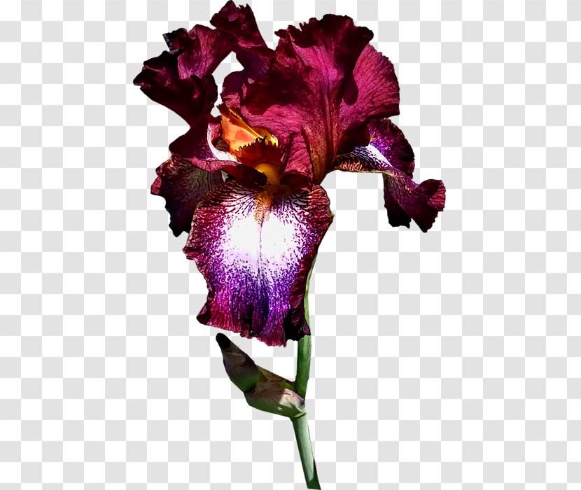 Violet Cattleya Orchids Family Violaceae - Iris - Wine Splash Transparent PNG