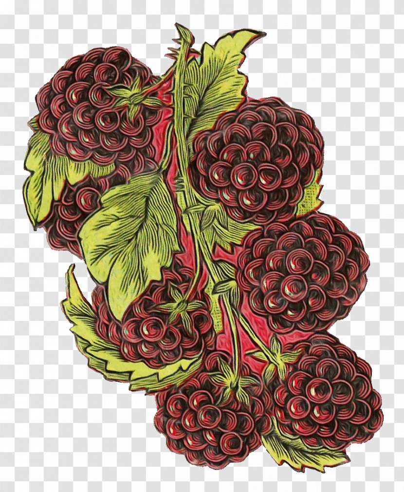 Fruit Berry Plant Loganberry Seedless - Accessory Rubus Transparent PNG