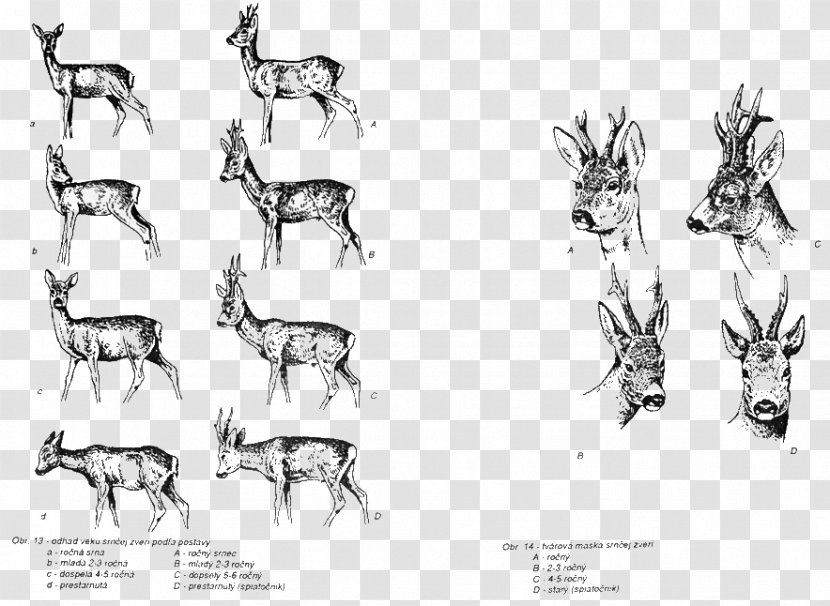 Reindeer Horse Cattle Mammal Sketch Transparent PNG