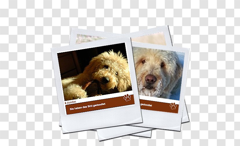 Labradoodle Dog Breed Goldendoodle Puppy - Germany Transparent PNG
