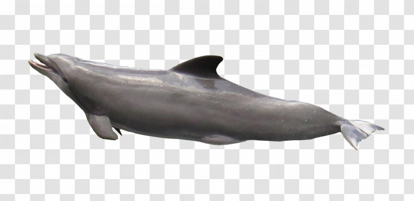 Common Bottlenose Dolphin Wholphin Short-beaked Marine Mammal - White Beaked - Starfish Transparent PNG