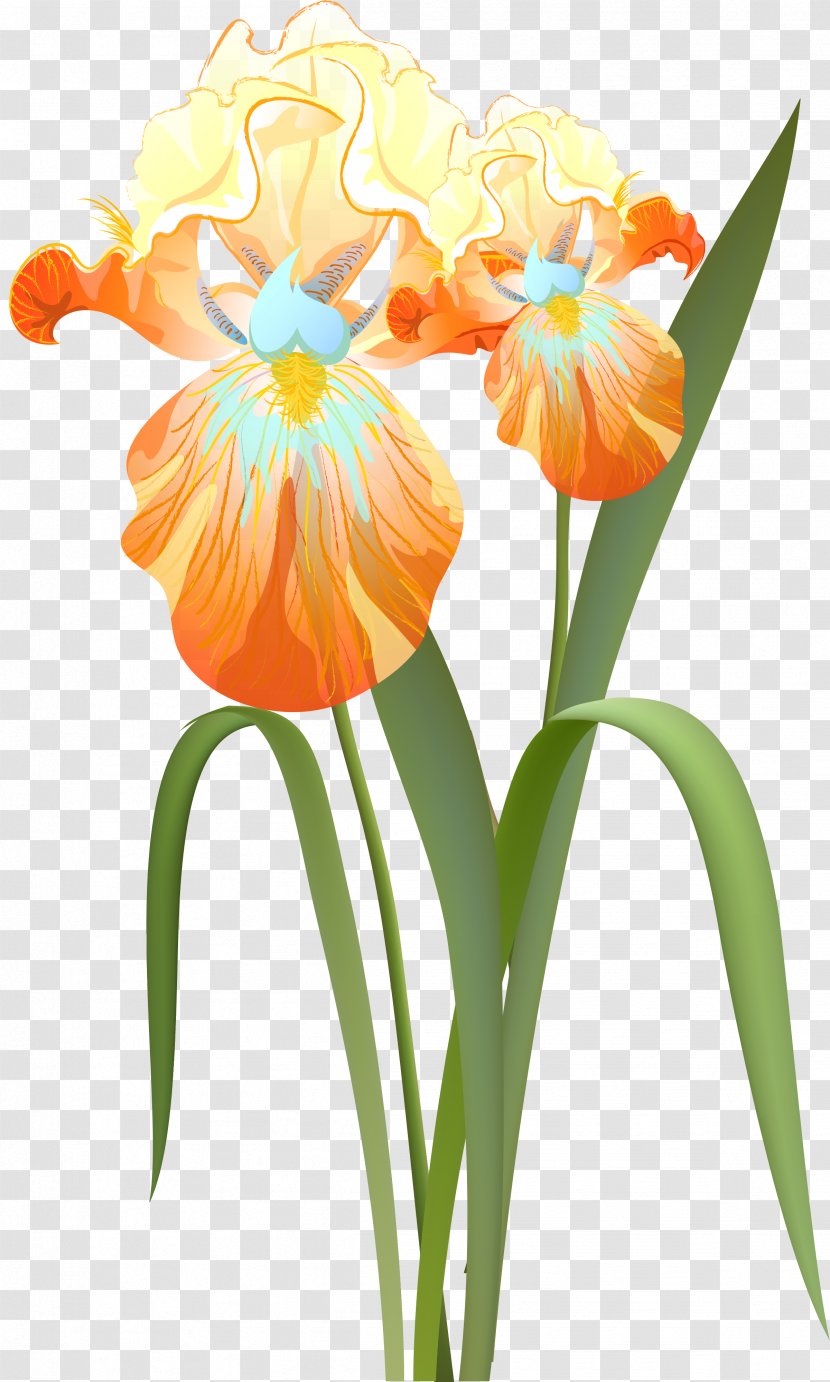 Cut Flowers Irises Clip Art - Iris Family - Flower Transparent PNG