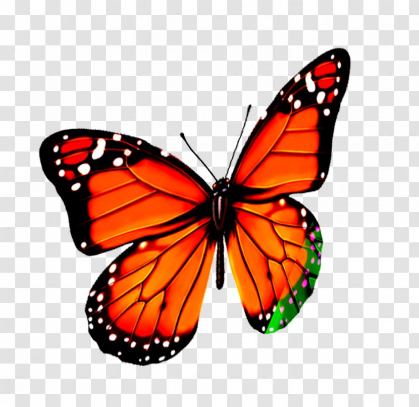 Monarch Butterfly Pieridae - Brush Footed - Creative Transparent PNG
