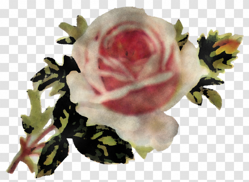 Garden Roses Transparent PNG