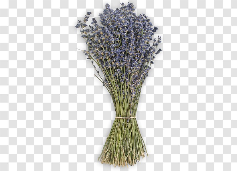 Lavender Grasses Commodity - Grass Family - Lavendel Transparent PNG