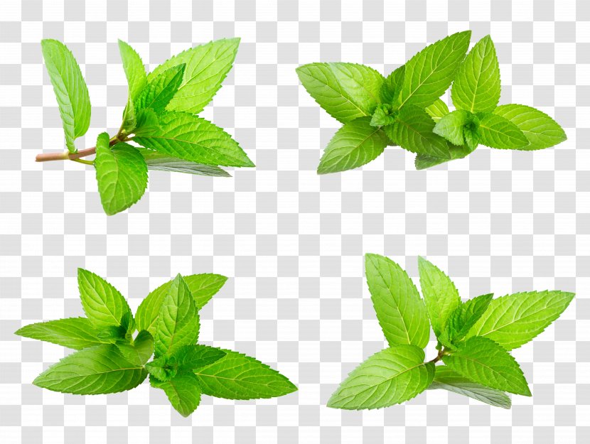 Mint Download Euclidean Vector Stock Photography - Green - Xia Tianqing New Leaves,Decorative Foliage Transparent PNG