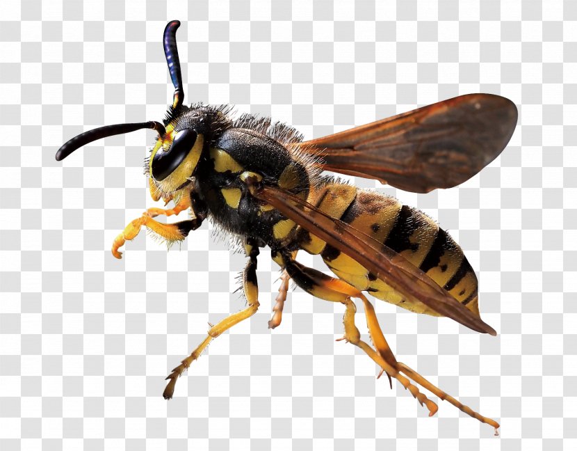 Characteristics Of Common Wasps And Bees Hornet - Membrane Winged Insect - Bee Transparent PNG