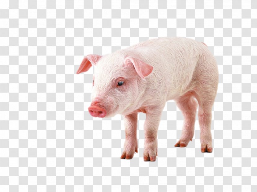 Pig Display Resolution High-definition Video Television Wallpaper - Highdefinition Transparent PNG