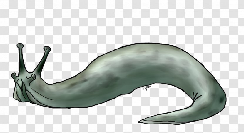 Marine Mammal Blue Whale Animal Figure Drawing Tail Transparent PNG