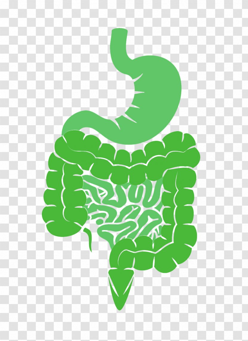 Village Naturopathic Clinic Health Gastrointestinal Tract Dietary Supplement Large Intestine - Elimination Diet Transparent PNG