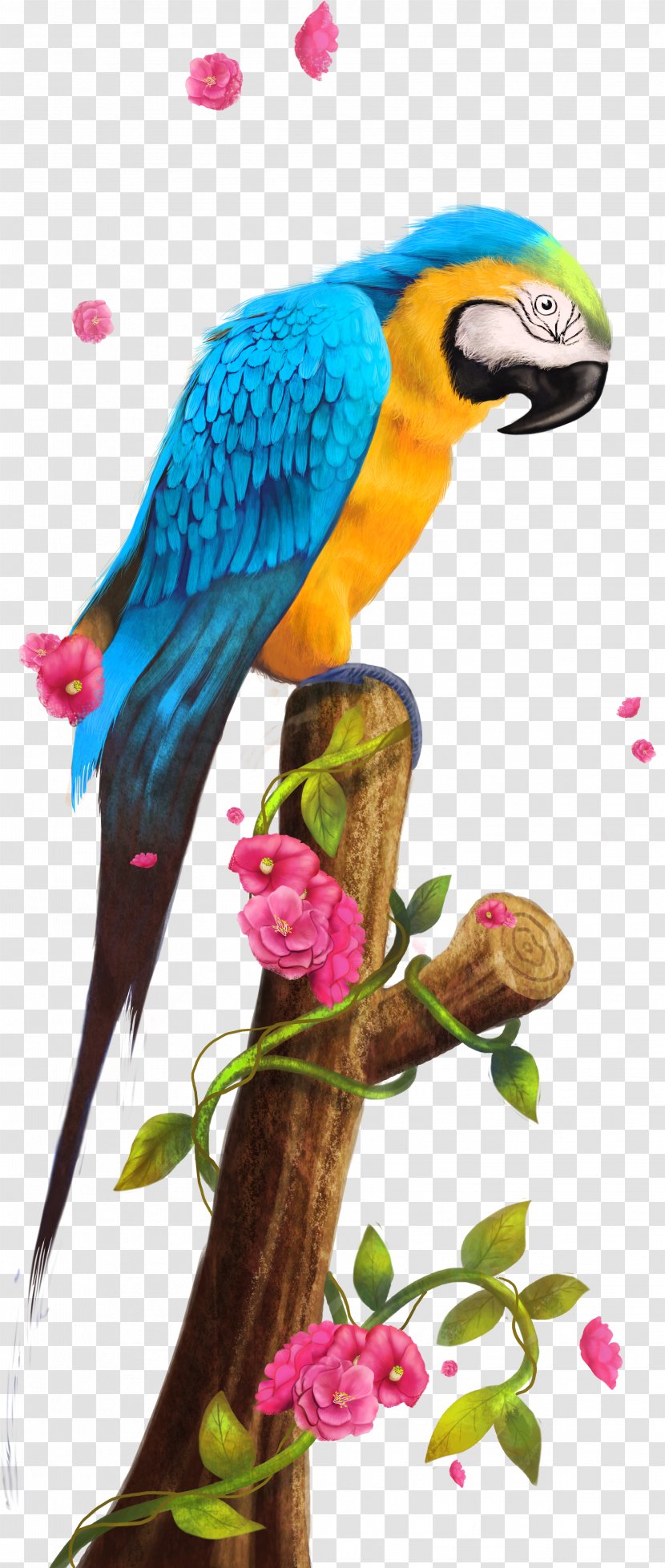 Parrot Nest Bird Clip Art - Parakeet - Parrot,Bako Transparent PNG