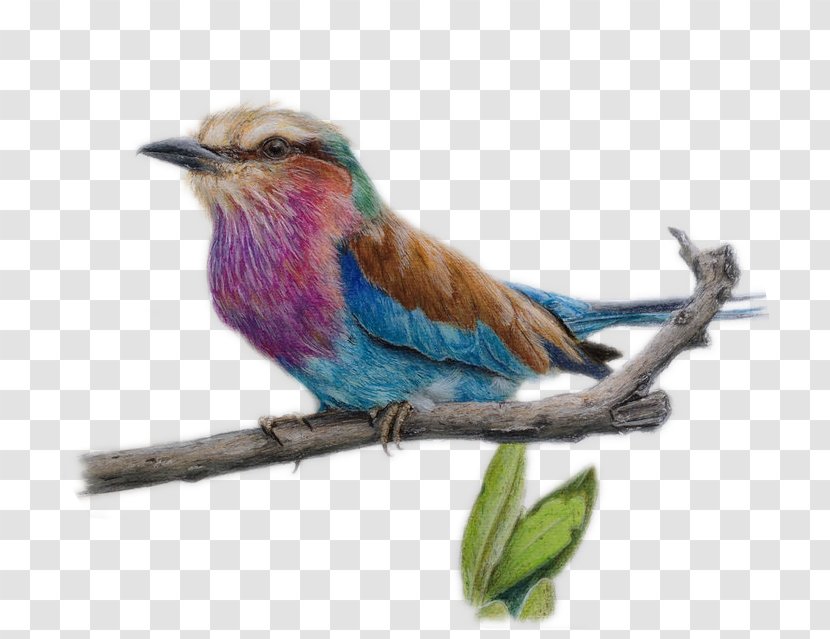 Drawing Colored Pencil Watercolor Painting Sketch - Bluebird - Bird Branches Cartoon Material Transparent PNG