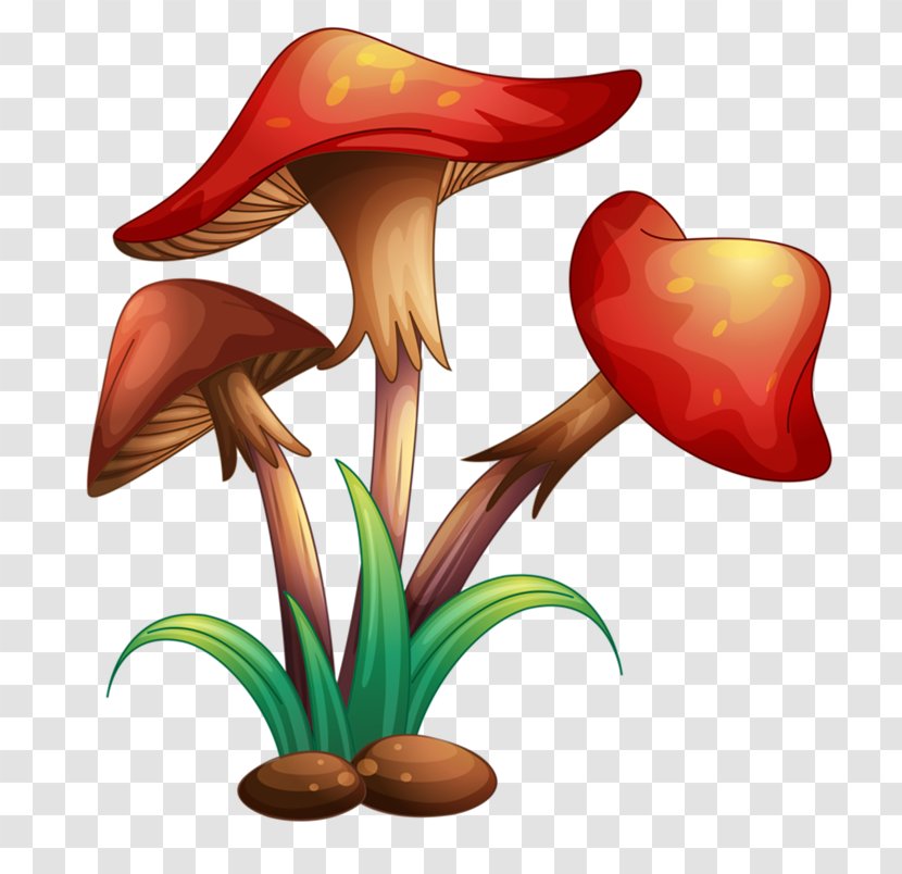 Royalty-free Mushroom Illustrator - Amanita Muscaria Transparent PNG