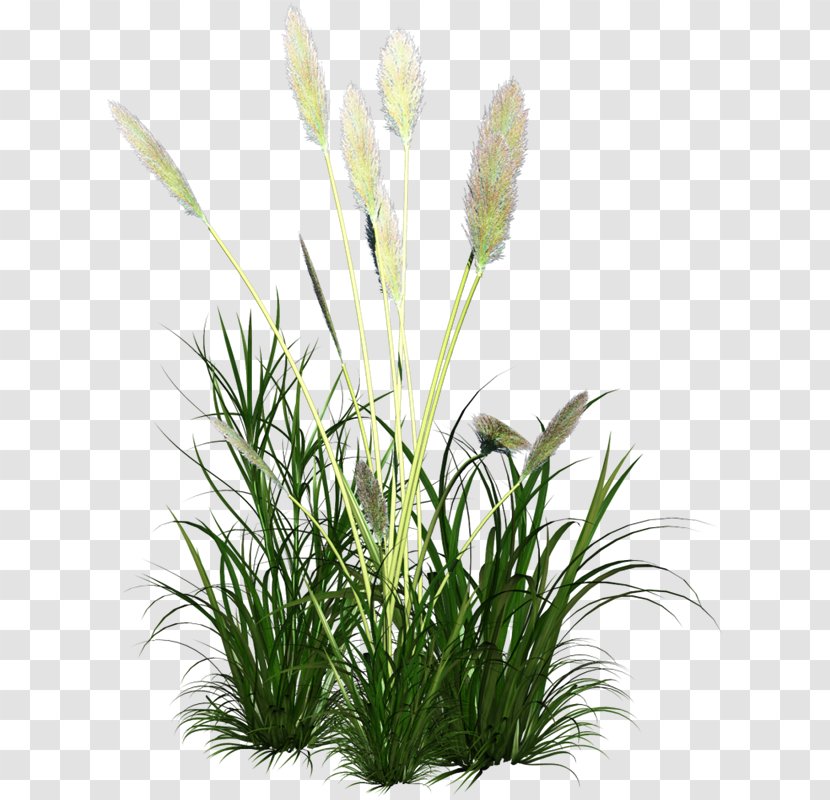 Dog Scutch Grass Lawn - Plant Stem - Nursery Transparent PNG