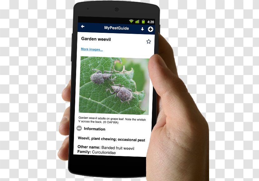 Smartphone Text Messaging Finger Agriculture - Food Transparent PNG