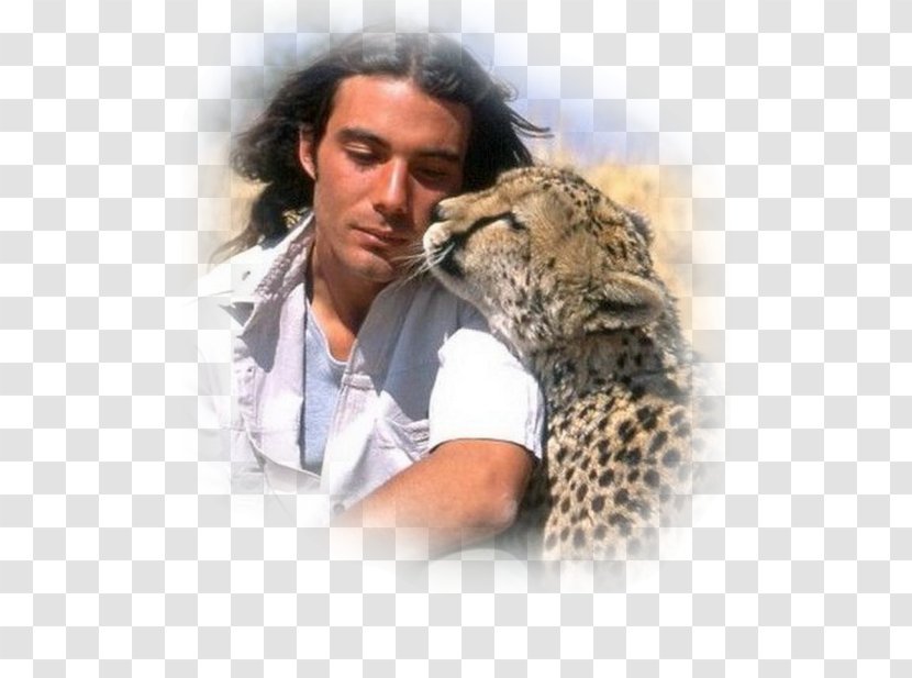 Cheetah Felidae Leopard Tarzan Transparent PNG