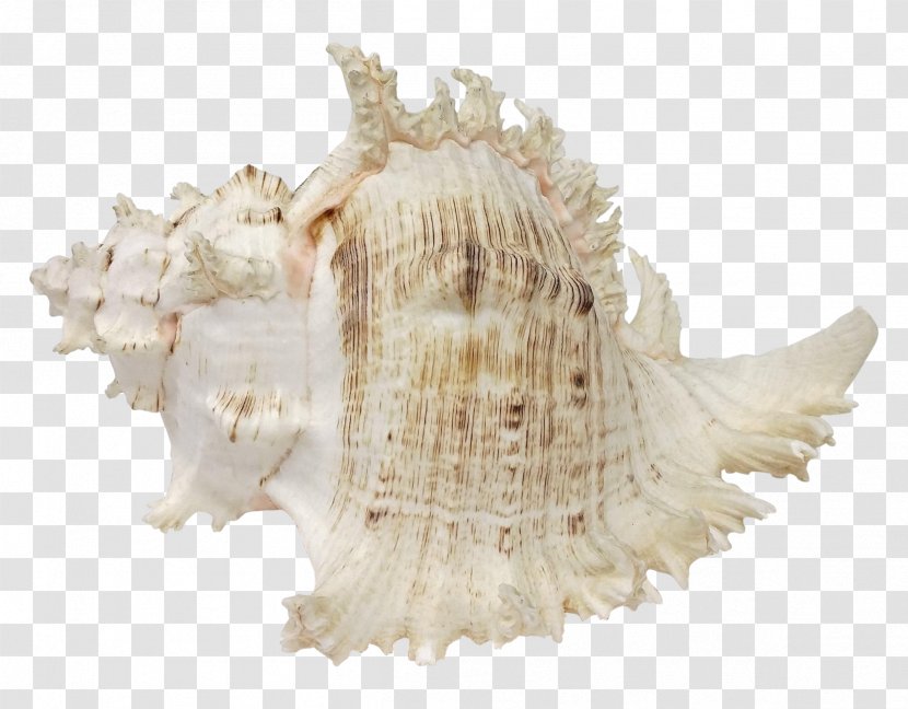 Seashell Murex Conchology Shankha - Sea Shell Illustration Transparent PNG