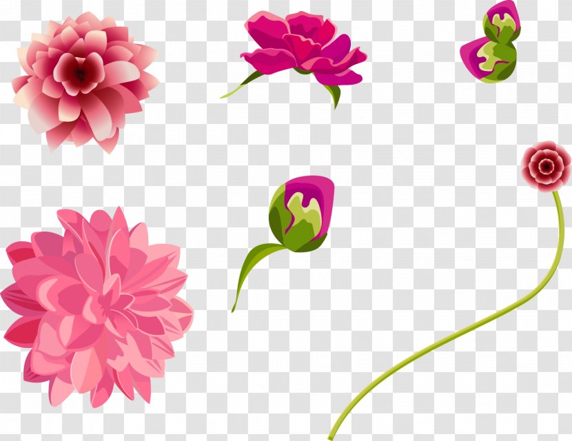 Flower Euclidean Vector Adobe Illustrator - Flowering Plant - Flowers Of Different States Transparent PNG