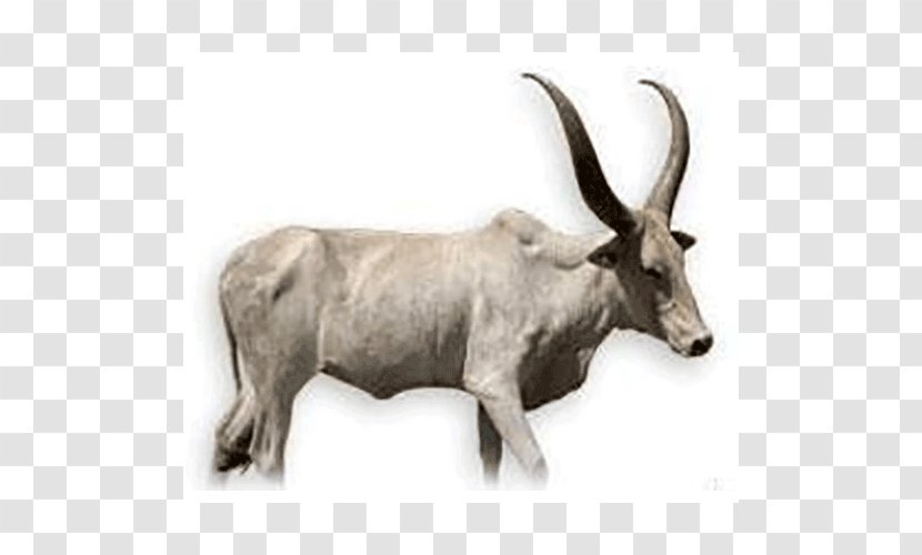 Abigar Sanga Cattle Ox Cow Transparent PNG