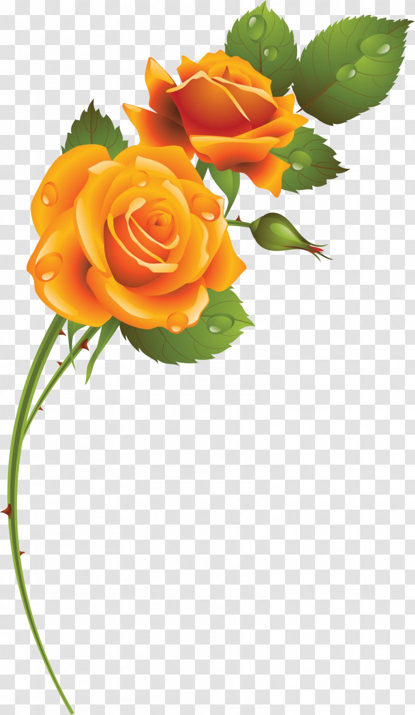 Cut Flowers Garden Roses Rosaceae - Orange - Yellow Rose Transparent PNG